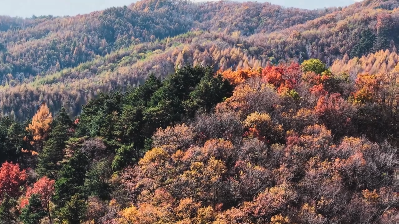 铁岭县鸡冠山乡：层林尽染 秋景如画